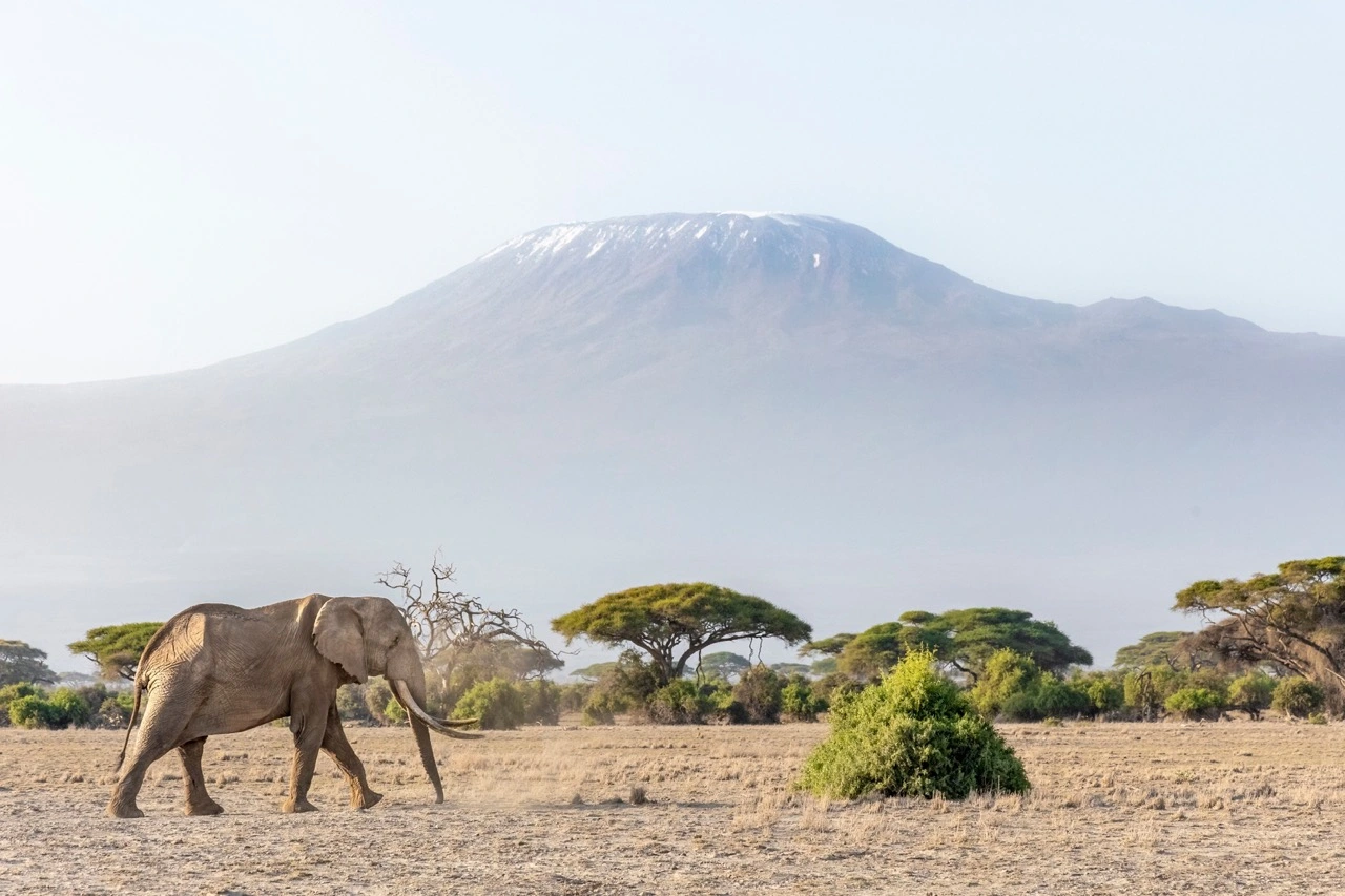 Amboseli Elephants