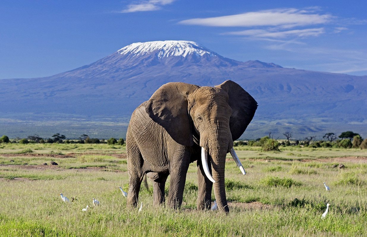 Amboseli Elephants
