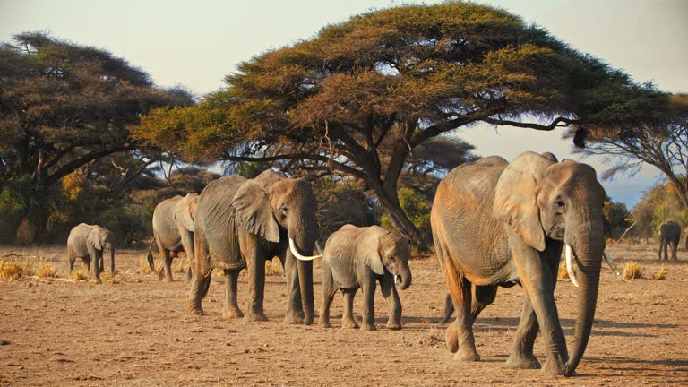 Kenya Wildlife Video