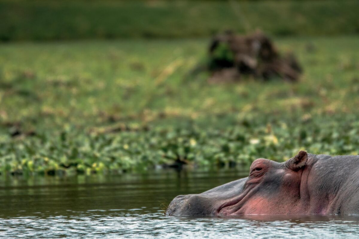Lake Naivasha