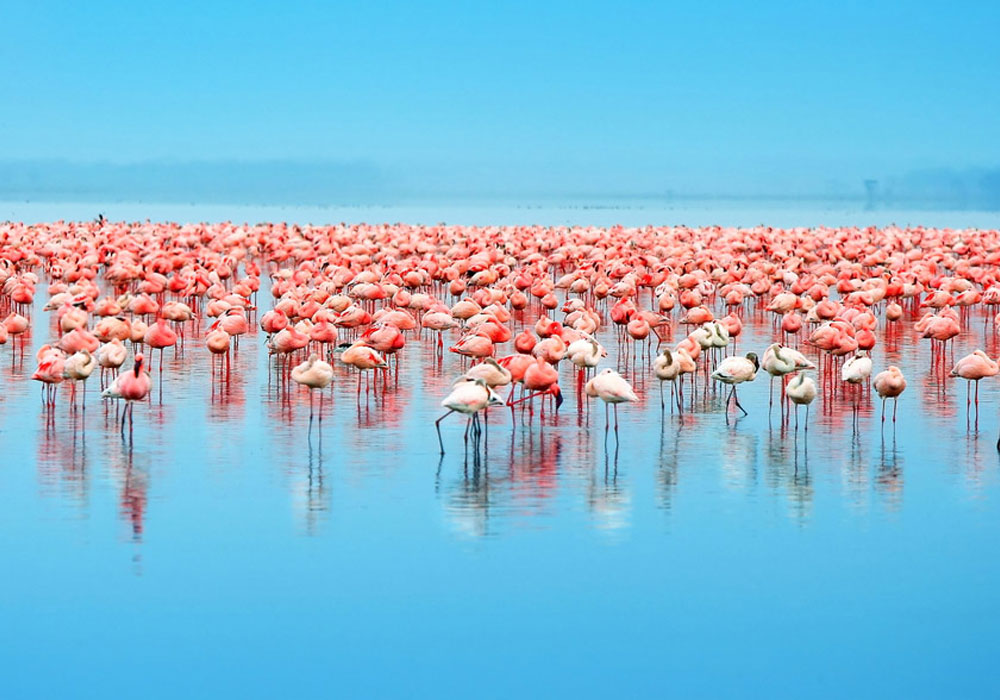 Lake Nakuru