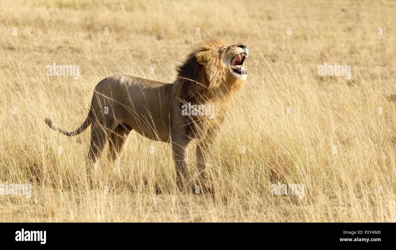 Masai Mara Landscape